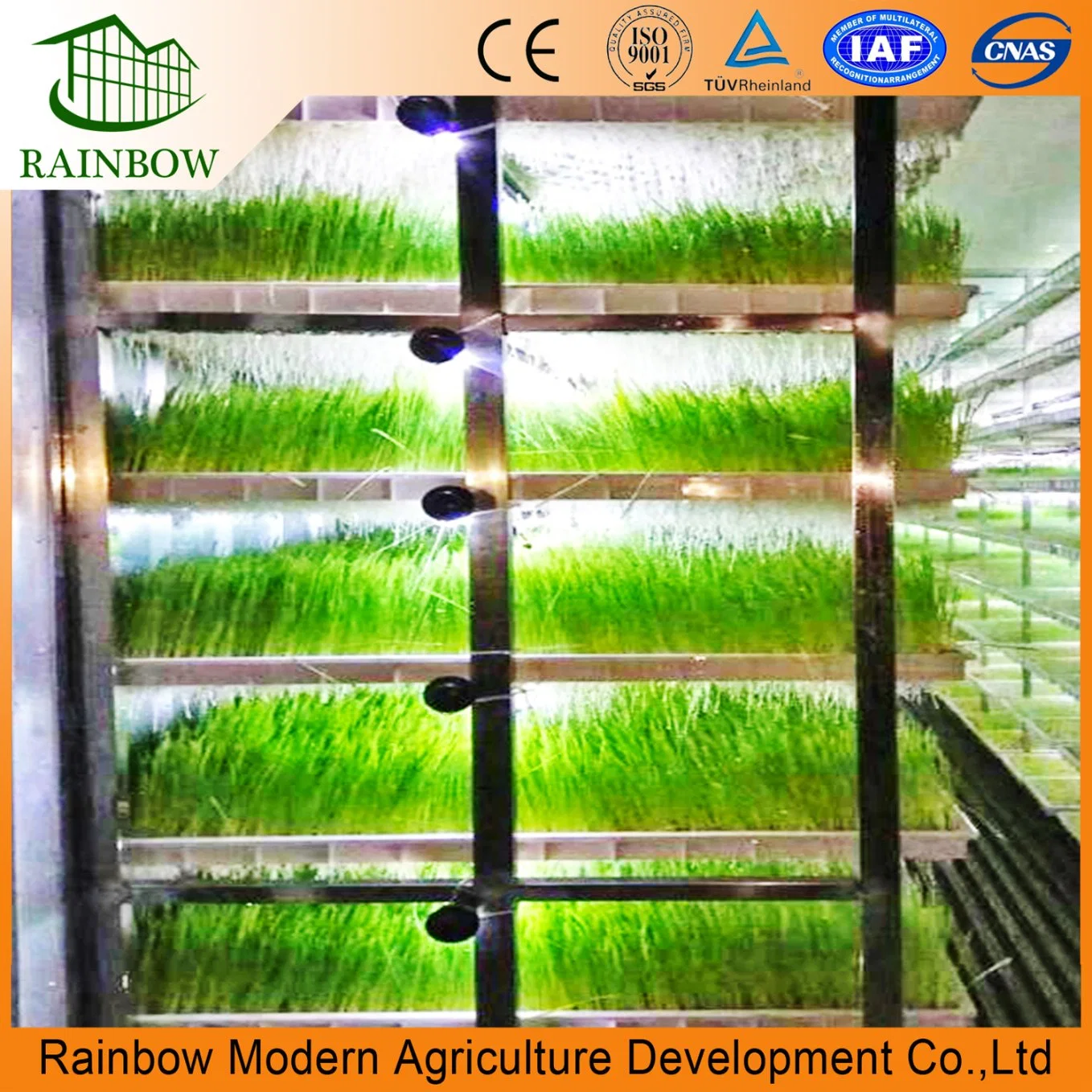 Automatic Hydroponics Fodder Machine Hydroponic Green Forage Sprouted Barley Fodder System