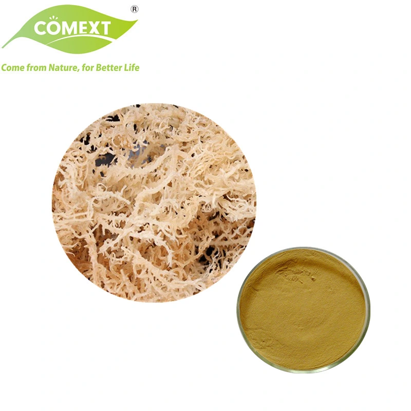 Producto de la salud Comext aditivos alimentarios a base de hierbas mayorista Chondrus crispus Extracto de musgo irlandés carragenina Extracto de musgo