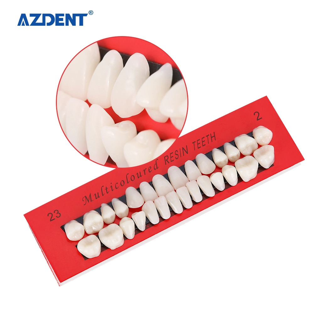 10*28pcs/Conjunto de la enseñanza de plástico modelo Dental dientes modelo