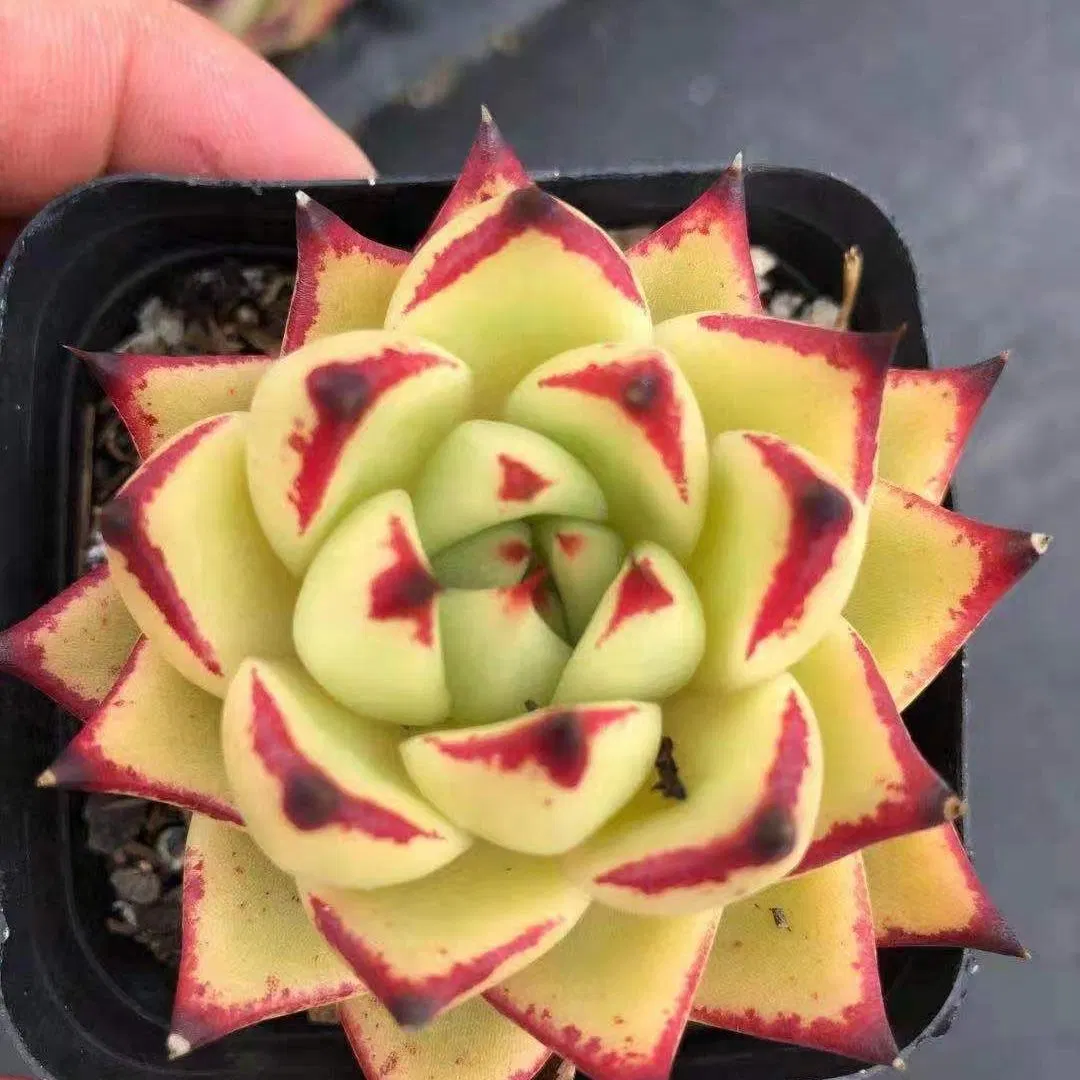 Echeveri avoides Ebony planta suculenta plantas verdaderas suculentas