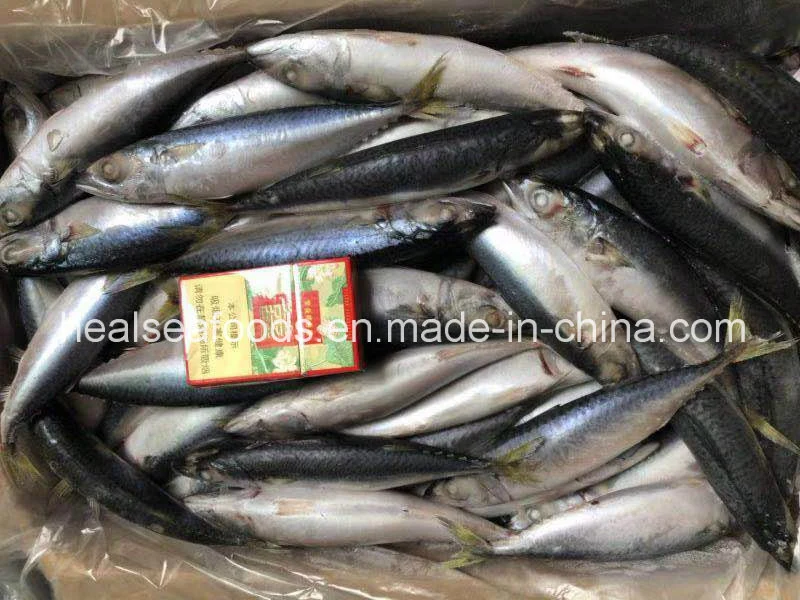 Good Quality of Frozen Pacific Mackerel