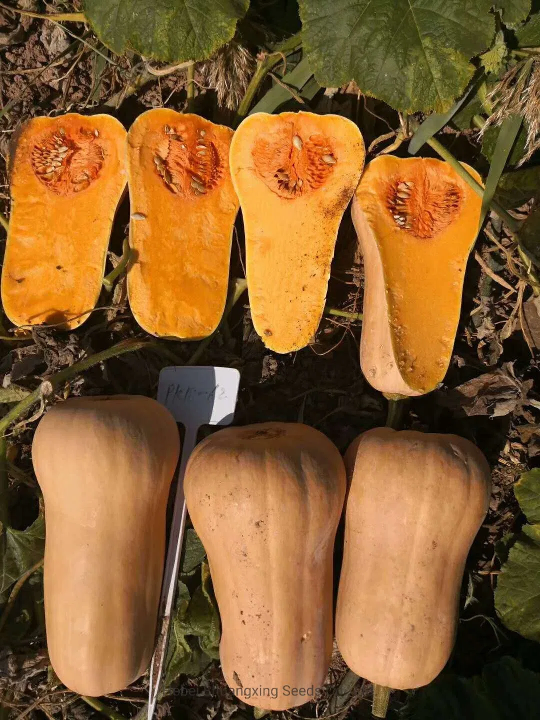 New Variety Hybrid F1 Vegetable Seeds Butternut Pumpkin for Planting