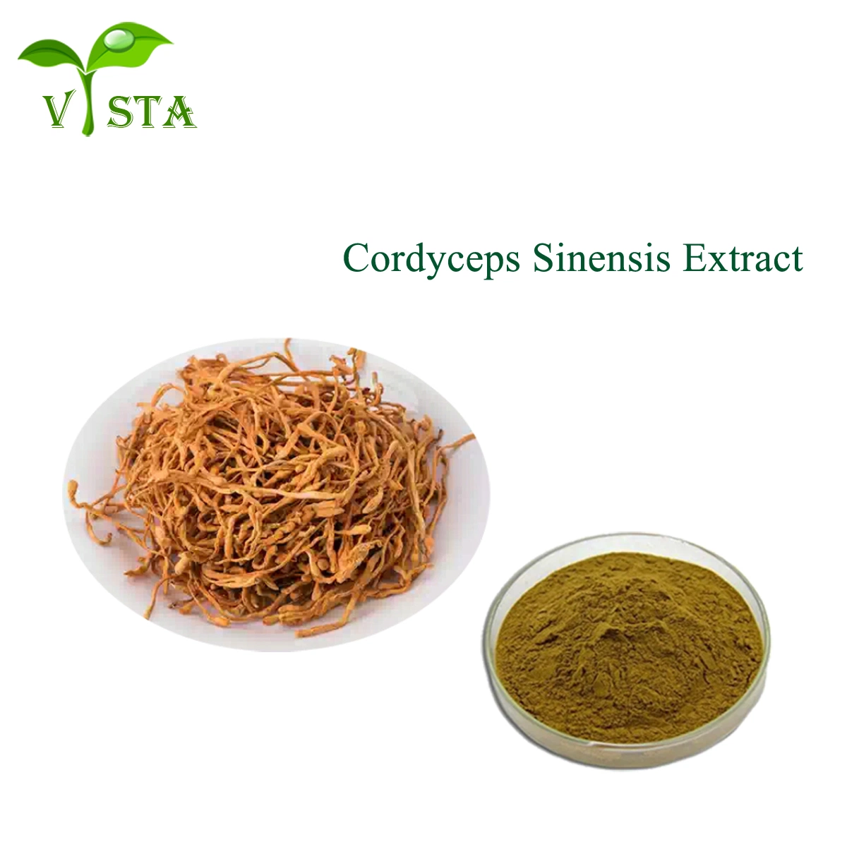 Natürliche Pilzesaitelin Sinensis Militaris Extrakt Cordyceps Extrakt 30% Polysaccharide Cordyceps Extrakt