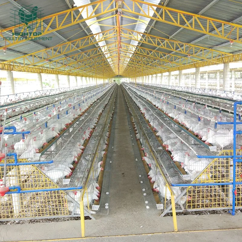 Galvanizado en caliente un tipo de Tier 3 5000 6000 10000 gallina ponedora de aves de la casa de la capa de jaulas de pollo de granja avícola en Etiopía