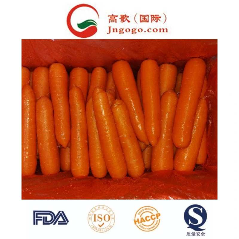 New Crop High quality/High cost performance Fresh Carrot (200-250G)