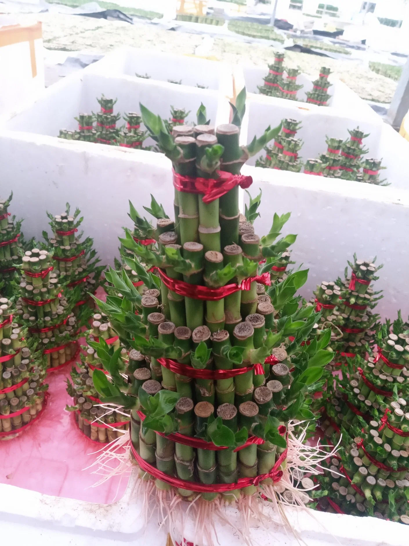 Wholesale/Supplier Spiral Lucky Bamboo Live Plant Indoor and Outdoor Decoration Bonsai Bamboo Plant Hotsale