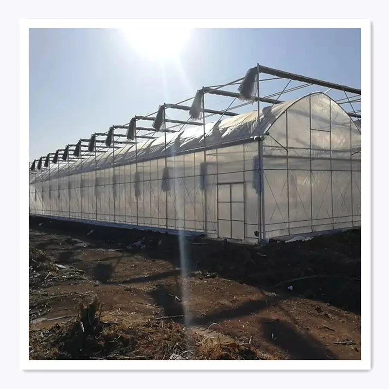 Agricultural Double-Layer Film Greenhouse Vegetable Lettuce, Tomato Greenhouse Hot Steel Frame