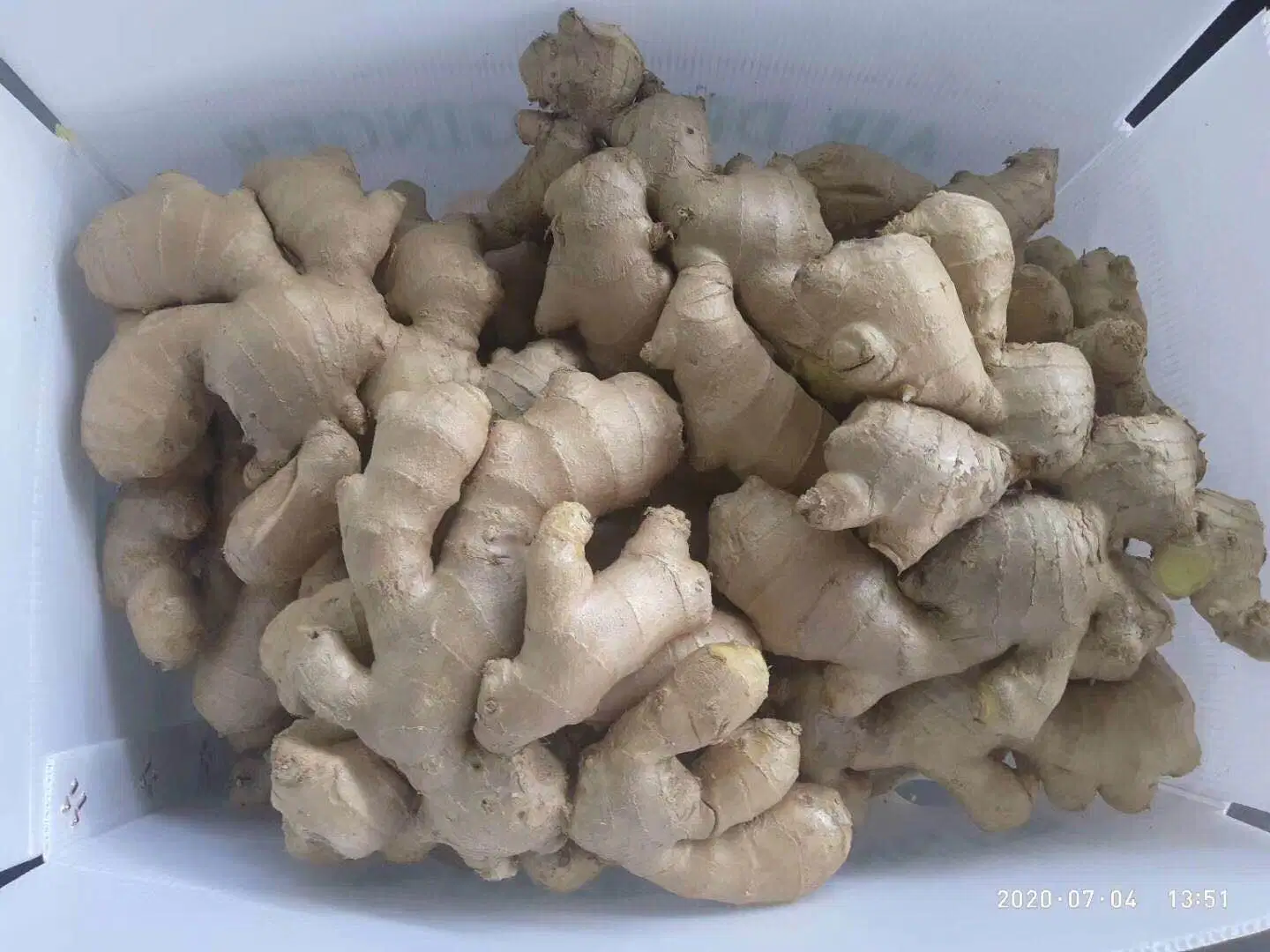 2020 Crop China Best Air Dry Ginger