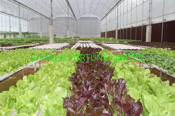 Jardín Invernadero Aquaponics Los sistemas de cultivo Vertical Sistema de cultivo hidropónico Nft Channel