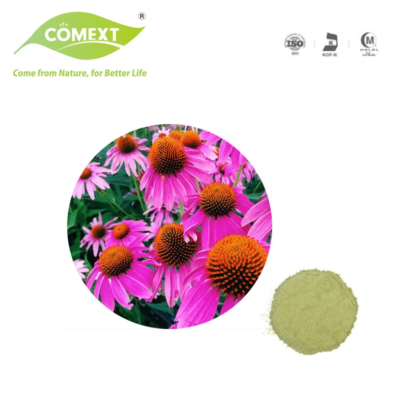 Comext Free Sample ISO Fssc Halal China Manufacturer HPLC 2% 4% Cichoric Acid 6% Polyphenol Powder Plant Echinacea Purpurea Extract for Preventing Cold & Flue