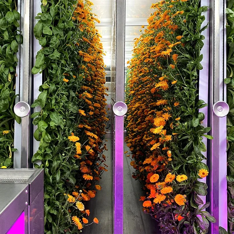 تم إنشاء Greenhouse of the Smart Farm مع جهاز حاوية عمودية للهيدروكسيد للخضار الصغيرة