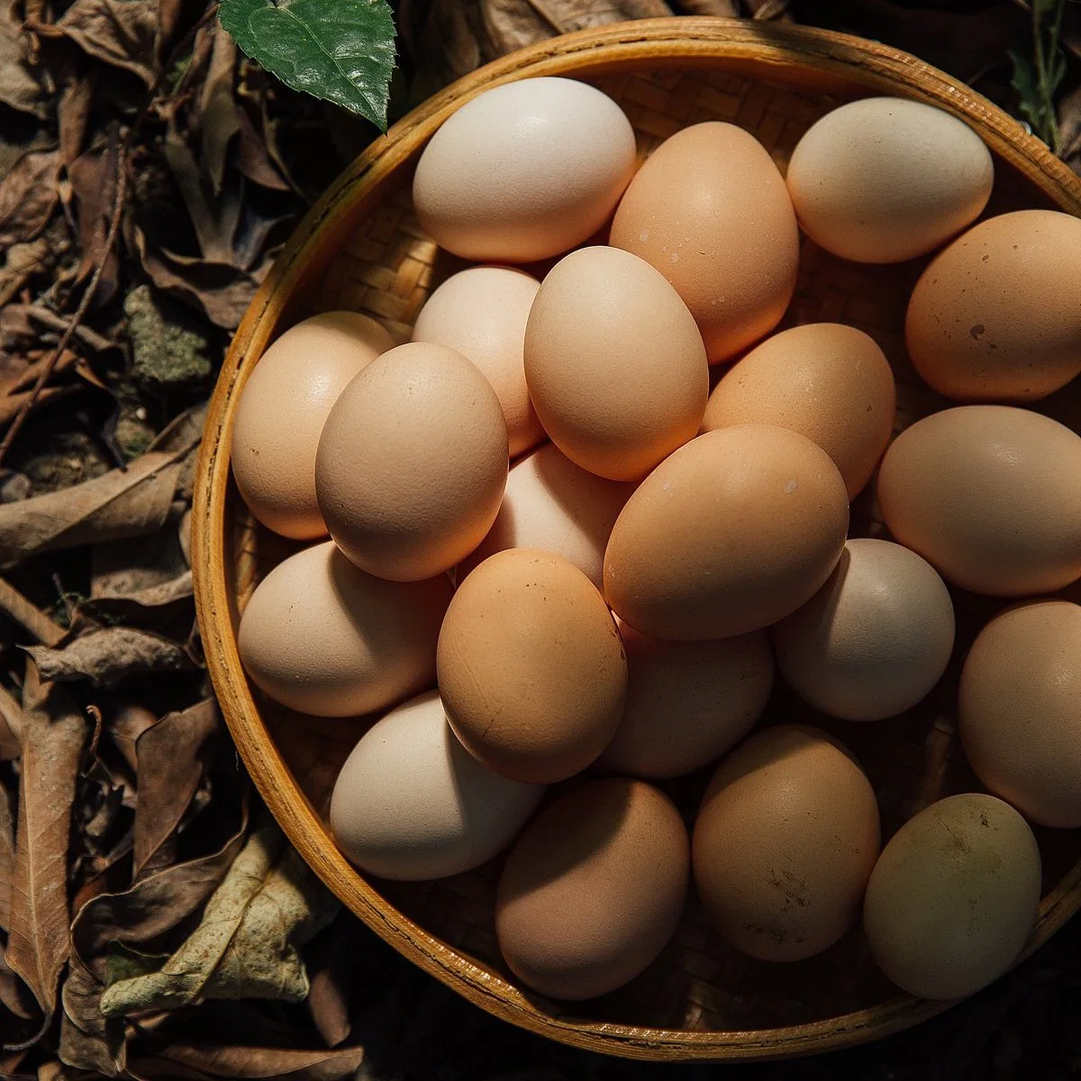 Ingrediente alimentar High-Protein natural em pó reduzido de gema de ovo/Ovo/ovo inteiro em pó