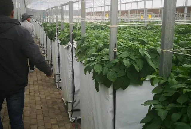 Floating Foam Board Hydroponics Planting System for Leafty Vegetables