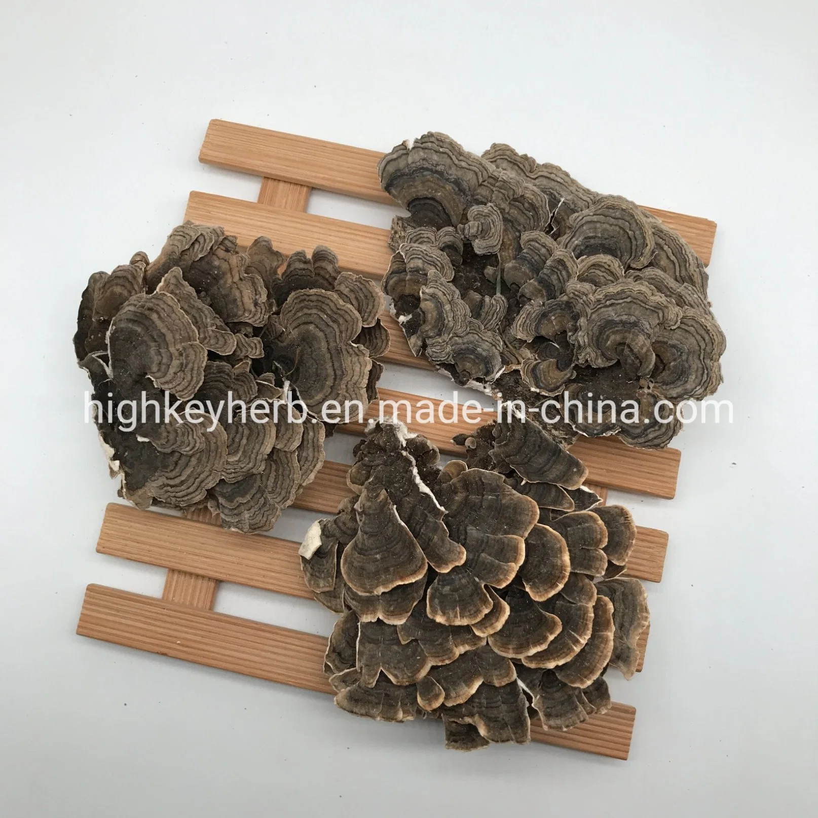 Neu Verkauf Food Grade Ganze Getrocknete Coriolus Versicolor Türkei Tail Pilz Chinesisches Kraut Regenbogen Conk