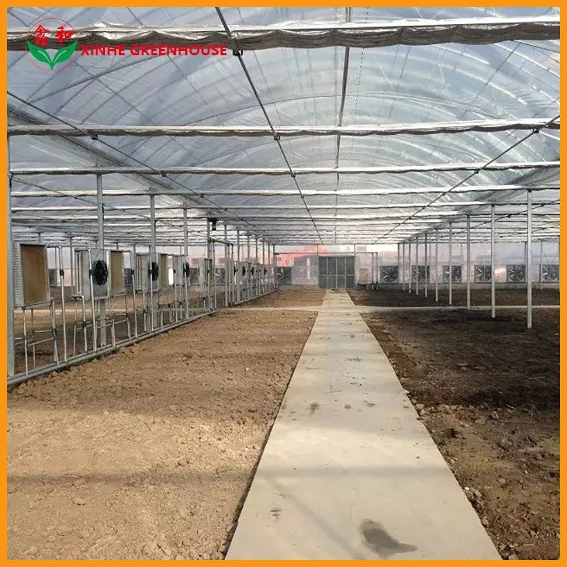 10000m2 Agricultural/Commercial /Multi- Span Film/Po/PE/Plastic Green House for Tomatoes/Cucumber/Peppers/Strawberry with Hydroponic System/Drip Irrigation