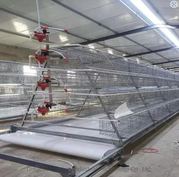 Geflügel Farm Equipment Broiler/Layer Breeding Typ A Chicken Cage