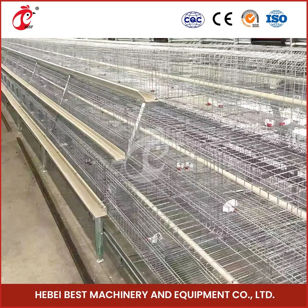 Bestchickencage a Type Layer Cage China 50 Chickens Layer Coop Supplier OEM Customized a Chicken Layer House Configuration Chicken Coop Kit