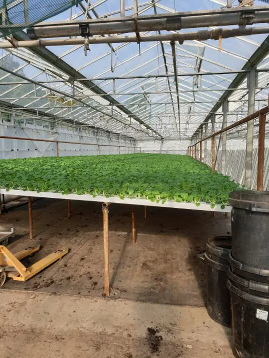 High-Tech Aquaponics System Fish Vegetable Farming Morden Greenhouse