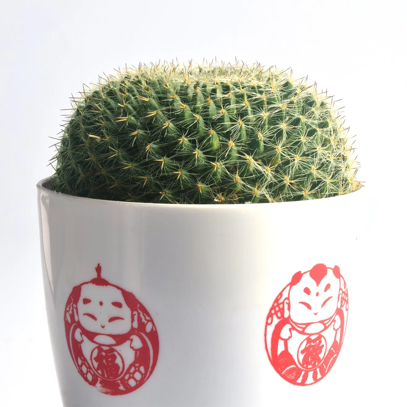 Round Mini Potted Succulent Cactus Plant for Indoor Home Office Decoration