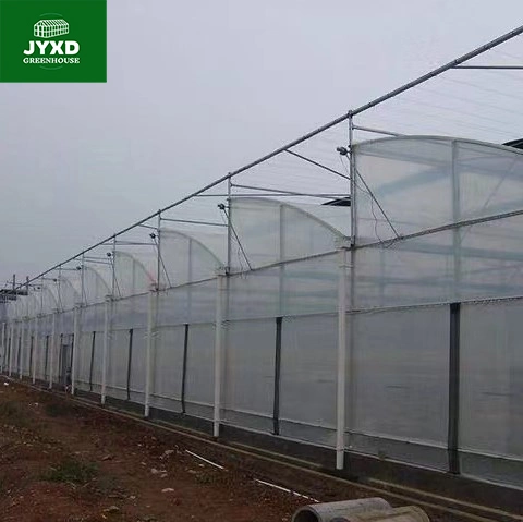 Modern Agriculture Plastic Film Multi-Span Greenhouse for Vegetables/Fruits/Flowers/Cucumber/Lettuce/Pepper/Strawberry/Blueberry