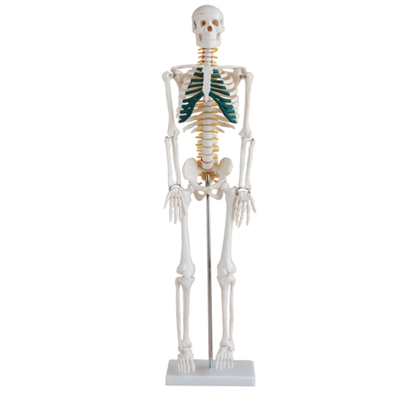 سعر جيد PVC Skeleton Mechan الإنسان الهيئة علم تشريحي طبي نموذج التشريح