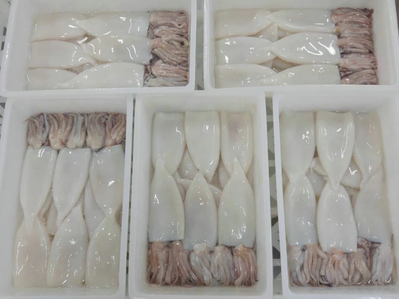 Frozen Squid T+T (Tube, Tentacle) /Calamari T+T/Pota/Sotong/Seafood