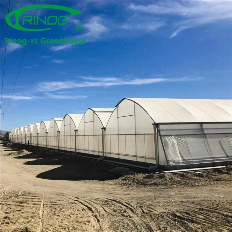 Large Multi-span Tuyau en acier galvanisé de grande taille de la culture hydroponique système pour les légumes de serre agricole de film