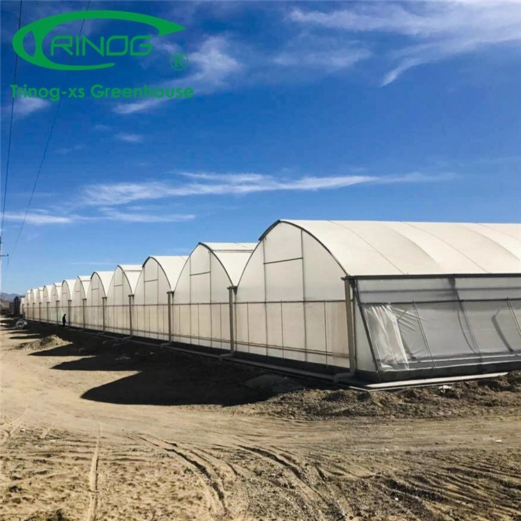 Gran Multi-span Big Size Galvanized sistema hidropónico de cultivo de tuberías de acero Película invernadero agrícola para verduras