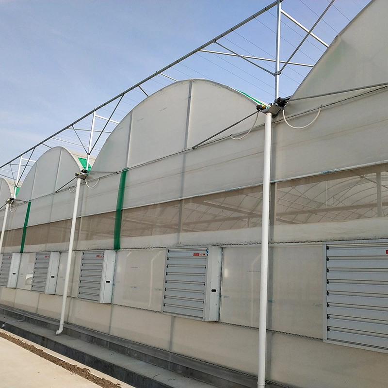 Export Sturdy and Durable Steel Structure Glass-Covered Greenhouse with Hydroponic System