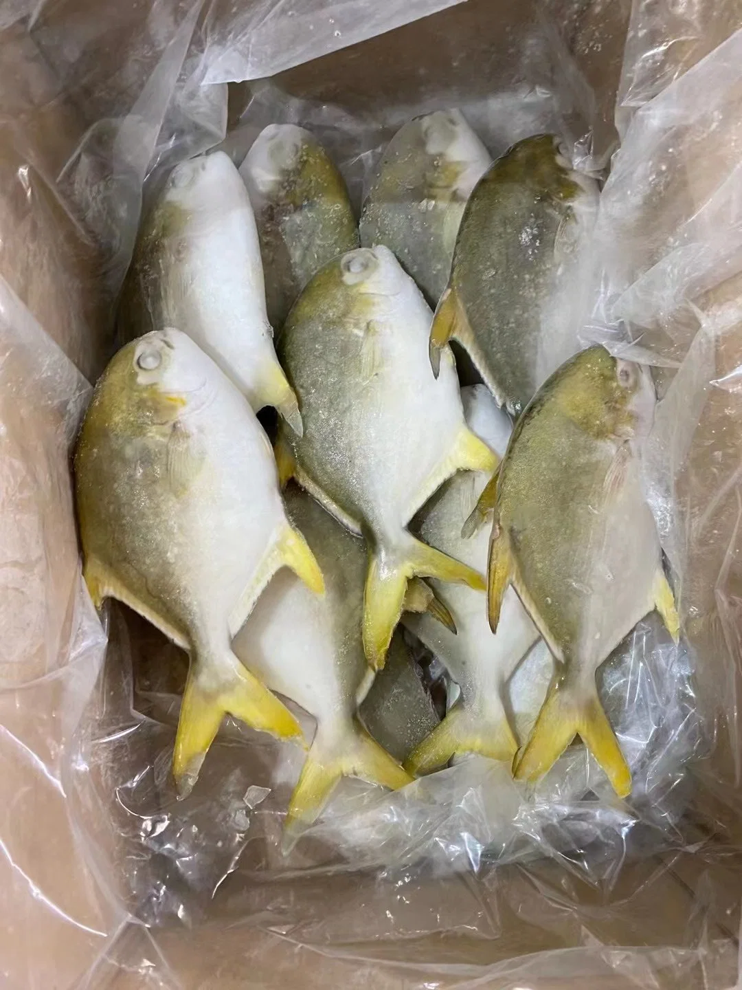Frozen Fish Golden Pomfret Pompano