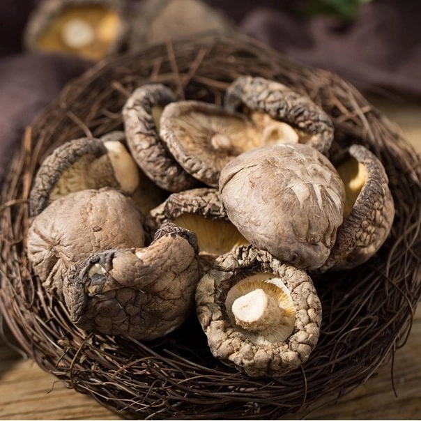 Las setas Shiitake secas /Oyster/Champignon Agaricus bisporus/Porcini/Morel/Boletus/Leones Mane Hericium Erinaceus/Negro Hongos/Setas