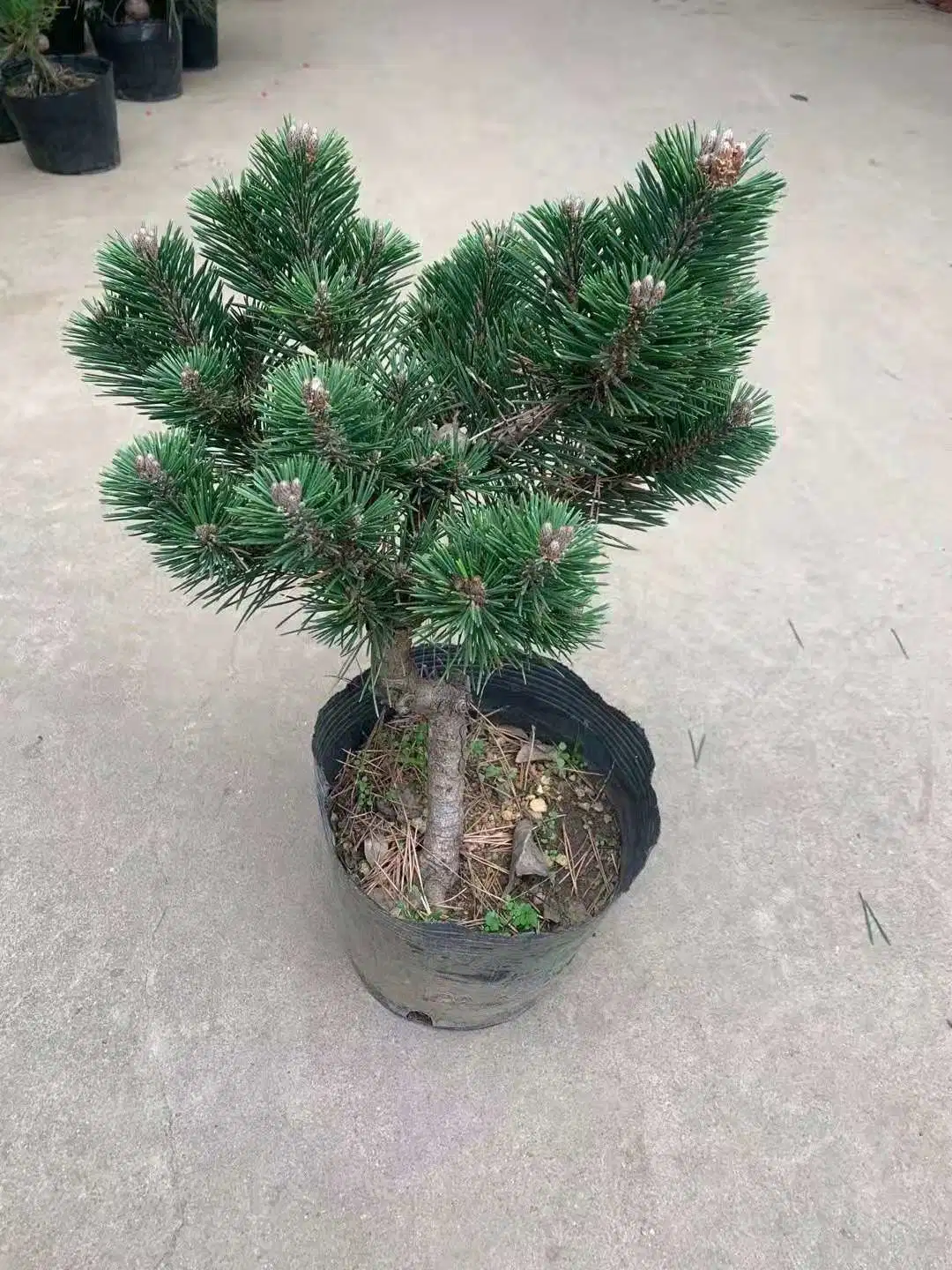 Реальные растения Pinus Thunbergii сосны черного цвета