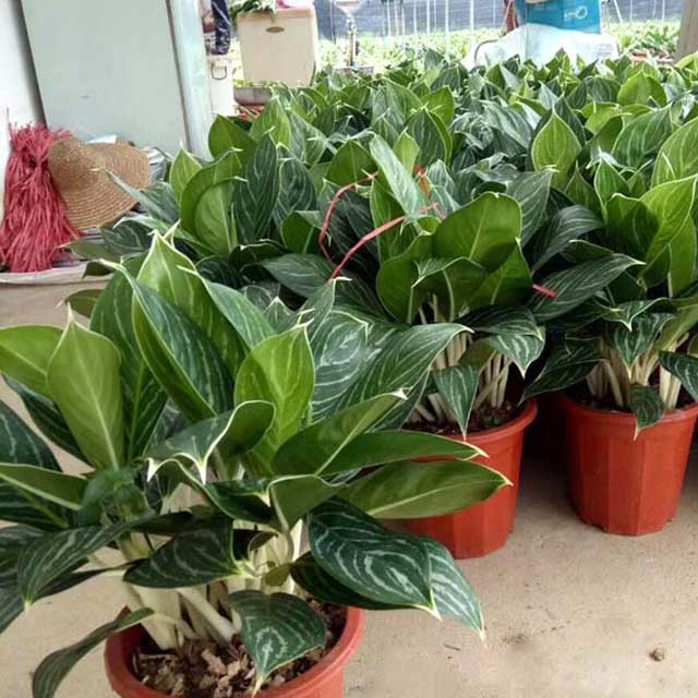 Aglaonema Commutatum Pseudo-Bracteatum White Rajah