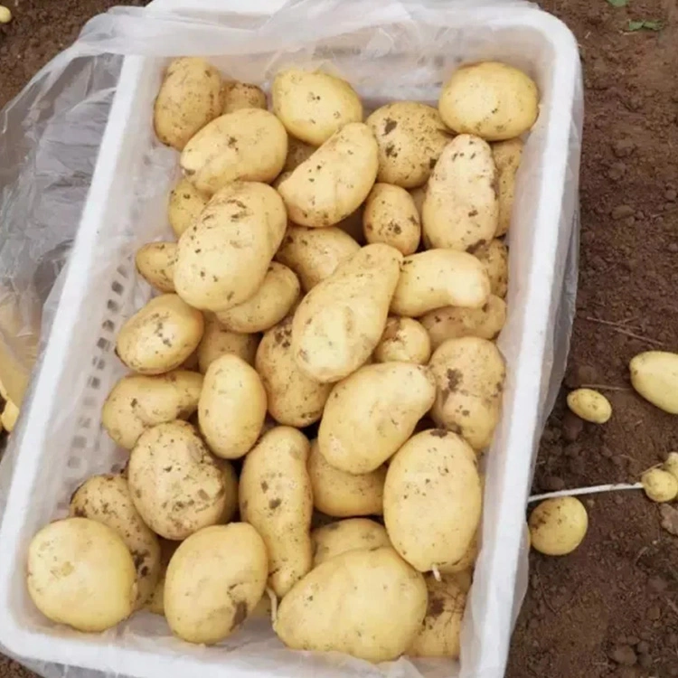 New Crop Good Quality Fresh Potato