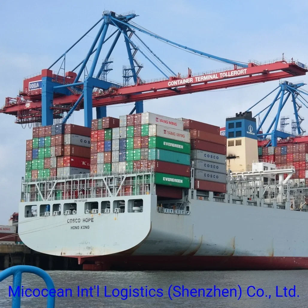 Sea Shipping Forwarder Agent From Guangzhou/Shanghai/Shenzhen/Ningbo to Algiers