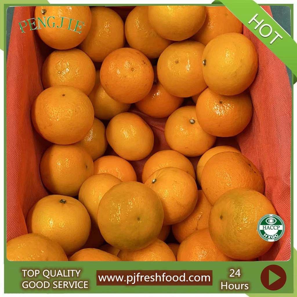 Mandarina fresca y dulce de calidad Premium Wogan Precio Mandarin