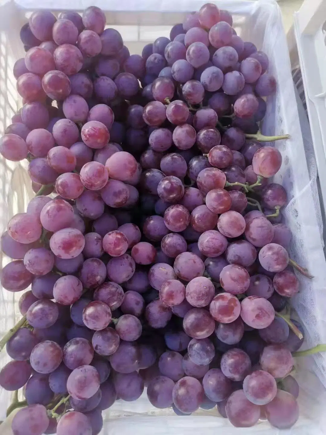 Uvas de alta qualidade