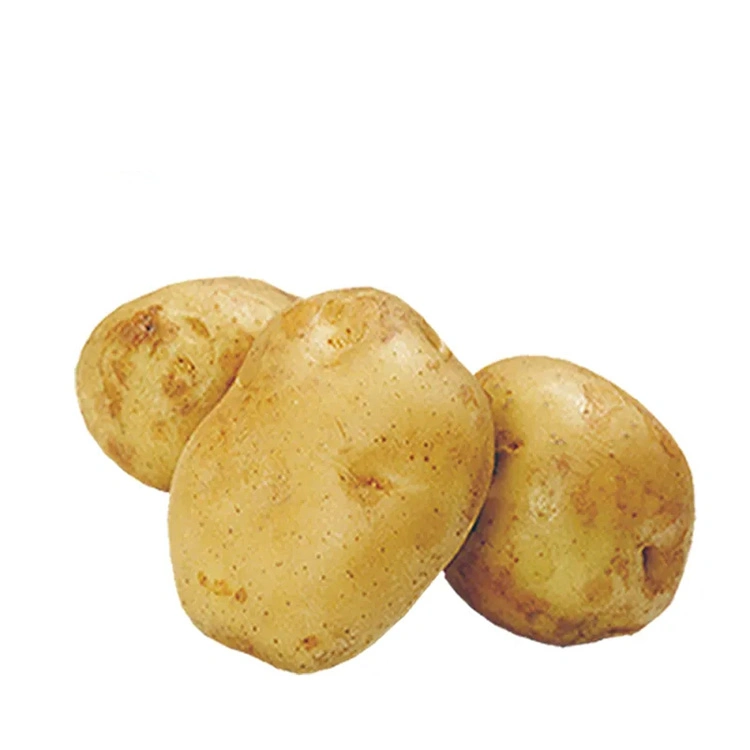 New Crop Yellow Fresh Potato Wholesale/Supplier