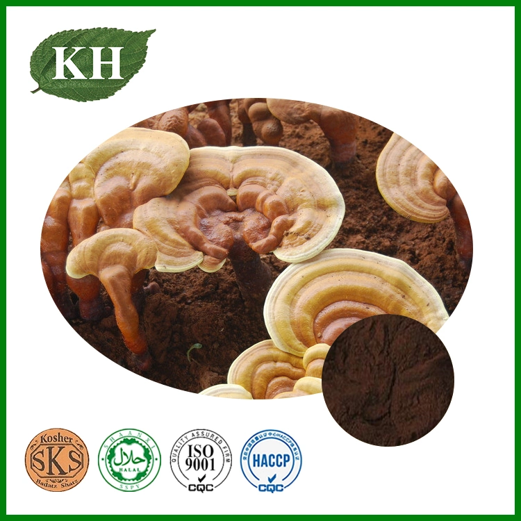 Pure Natural Reishi Mushroom Extract 10%-30% Polysaccharides