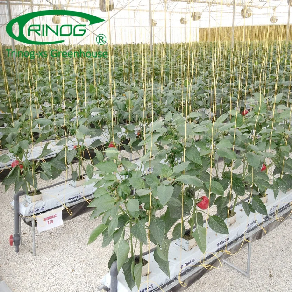 Pimiento naranja del sistema de cultivo hidropónico de gases de efecto para la venta