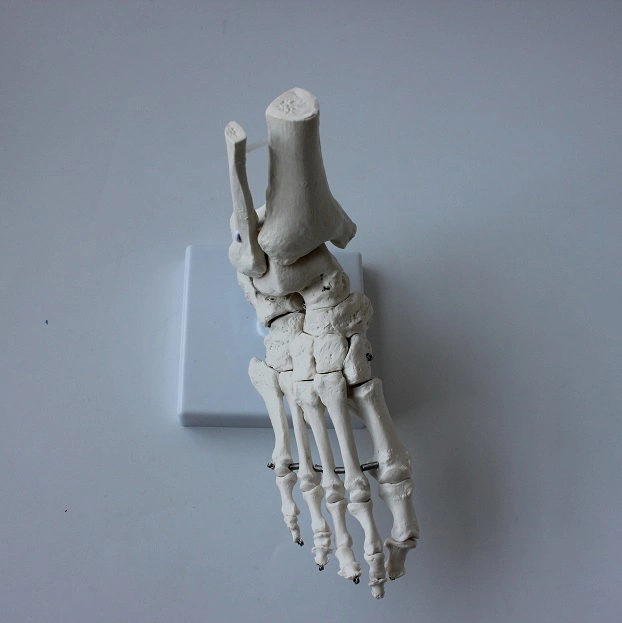 Medical Teaching Model Foot Bone Model Foot Model with Base