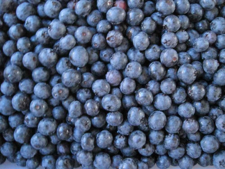 IQF Frozen Fruits Blueberry Whole