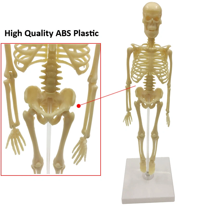 Human Body Model Science Kits Toy for Kids
