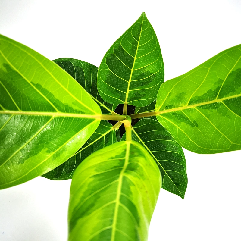 Verde Ficus benghalensis Variegata plantas de interior Venta caliente plantas vivas Flores