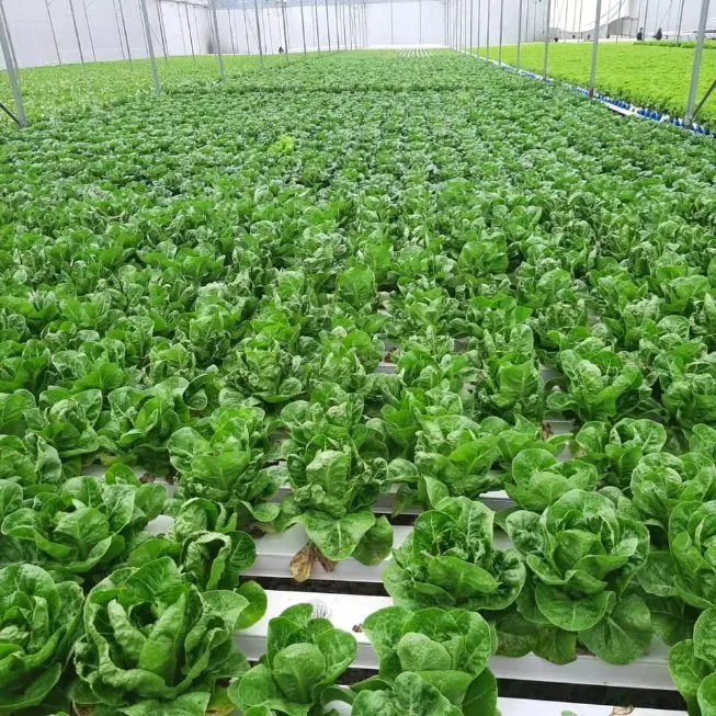 Hydroponic Farming Shipping Container PVC Channel System Vertical Nft System