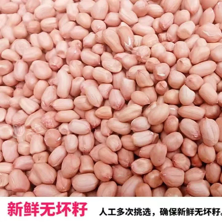 New Crop China Origin Peanut Kernel 28/32