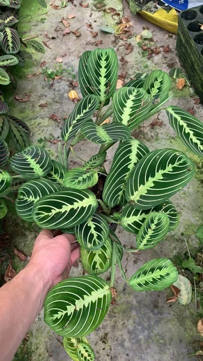 Real Plants Maranta White