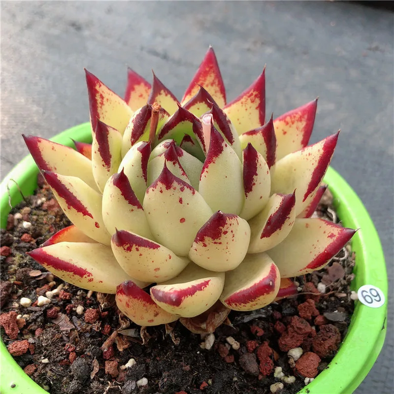 Echeveri avoides Ebony planta suculenta plantas verdaderas suculentas