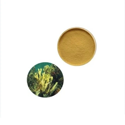 Fucoidan un 85% de extracto de algas marinas natural puro polvo Fucoidan CAS. N° 9072-19-9