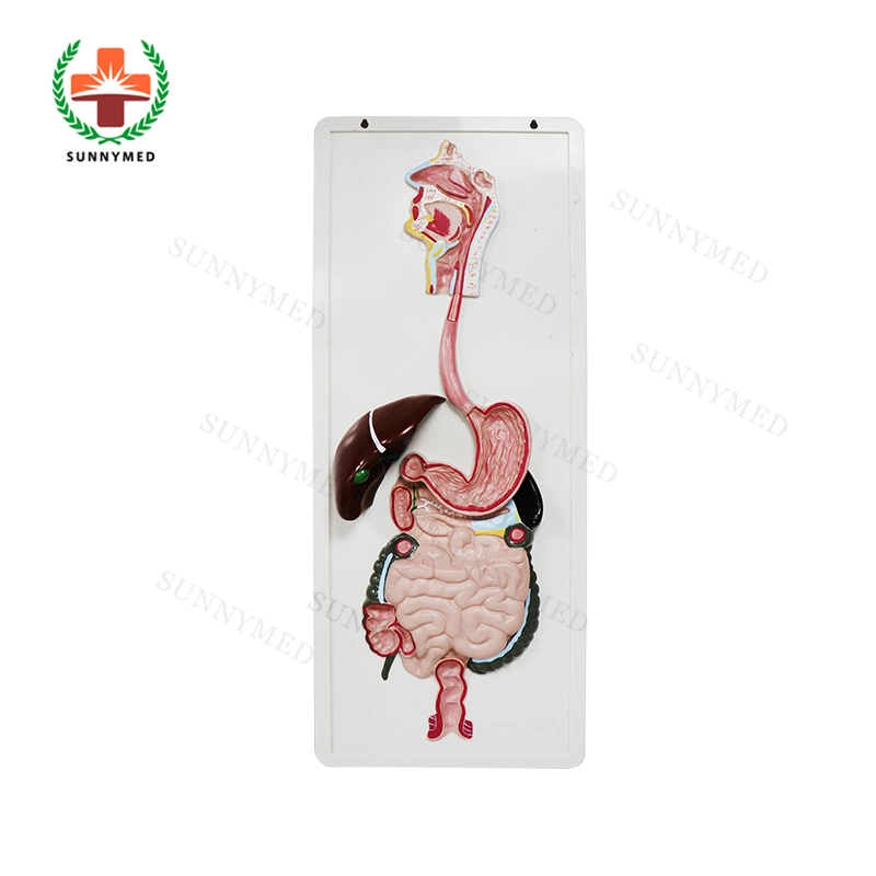 Sy-N04201 Life Size Human Digestive System Model with Good Quality